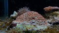 Cyphastrea is the perfect aquarium coral